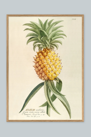 Ananas Aculeatus - 70cm x 100cm (Click & Collect)