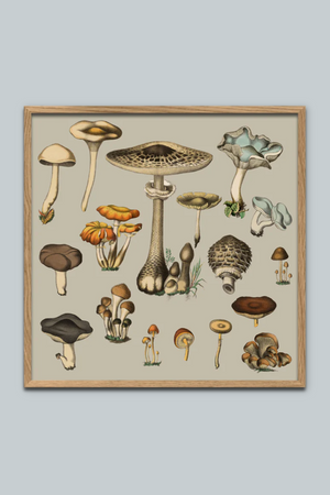 Fungi XV - 61cm x 61cm (Click & Collect)