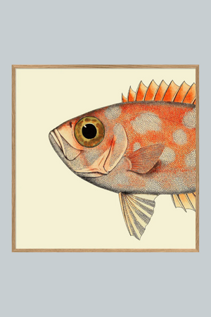 Spotted Orange Fish Head - 100cm x 100cm (Click & Collect)