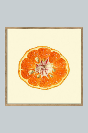 Mandarin Open - 61cm x 61cm (Click & Collect)