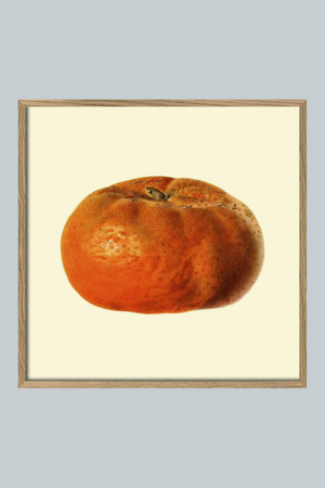 Mandarin Closed - 61cm x 61cm (Click & Collect)