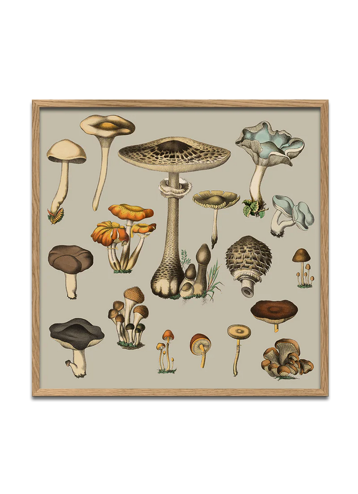 Fungi XV - 61cm x 61cm (Click & Collect)