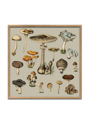 Fungi XV - 61cm x 61cm (Click & Collect)