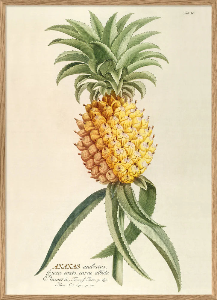 Ananas Aculeatus - 70cm x 100cm (Click & Collect)