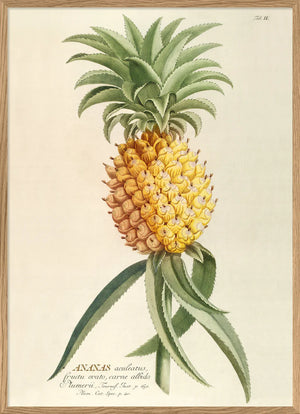 Ananas Aculeatus - 100cm x 140cm (Click & Collect)