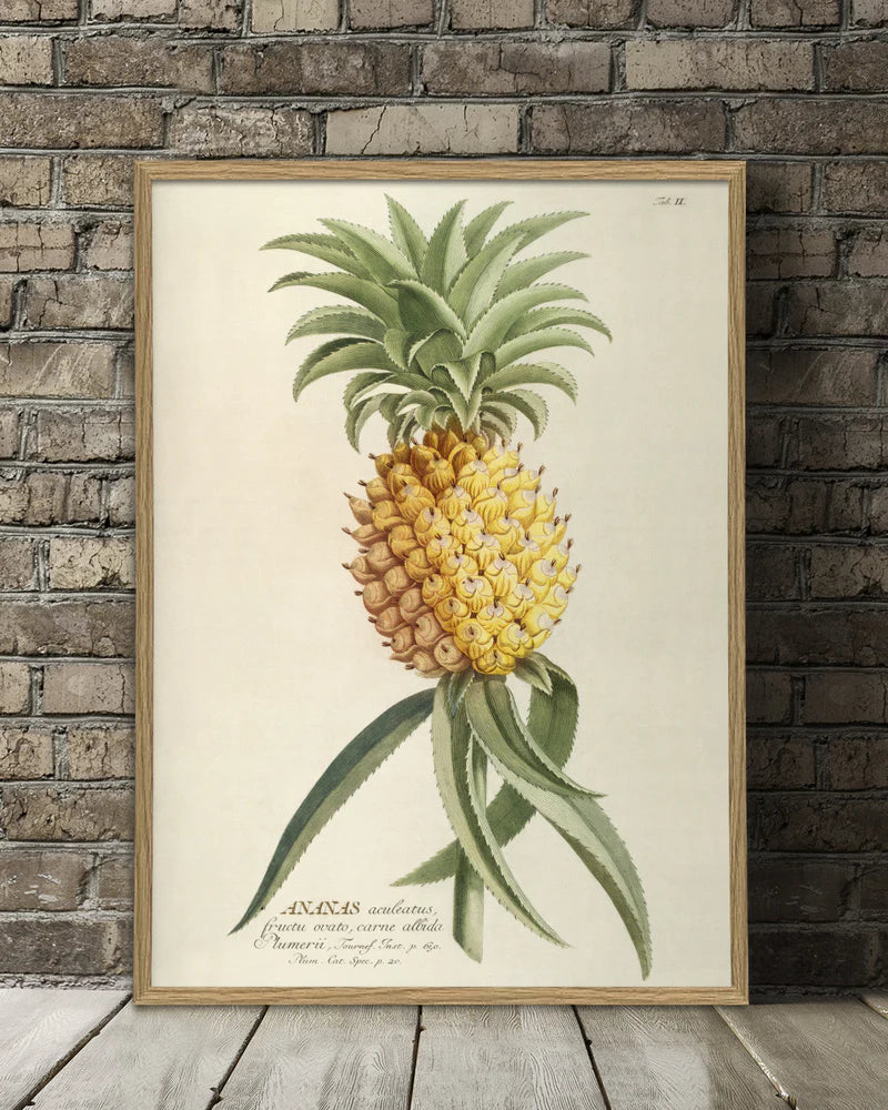 Ananas Aculeatus - 30cm x 40cm (Click & Collect)