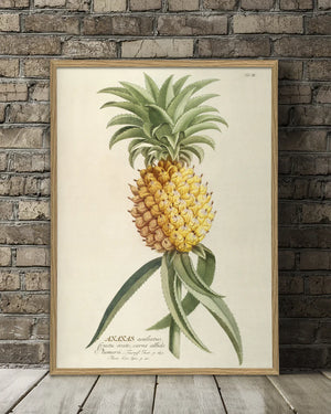 Ananas Aculeatus - 30cm x 40cm (Click & Collect)