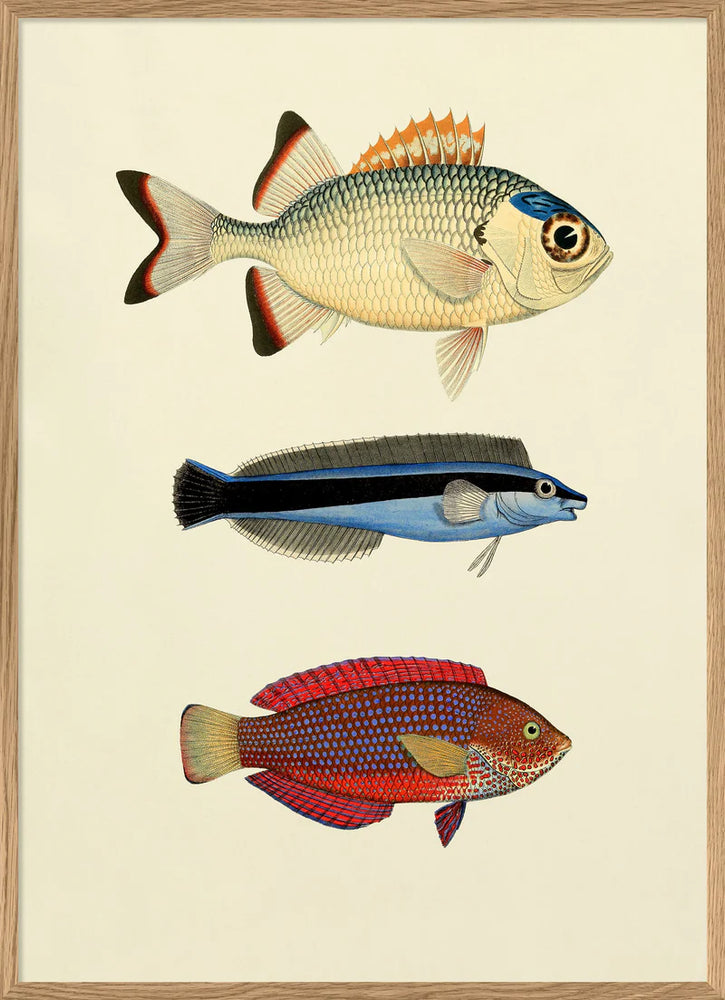 The Fishes - 50cm x 70cm (Click & Collect)