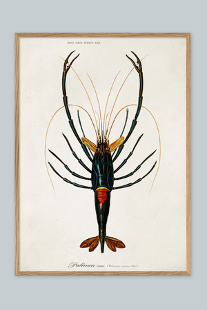 Crayfish - 50cm x 70cm (Click & Collect)