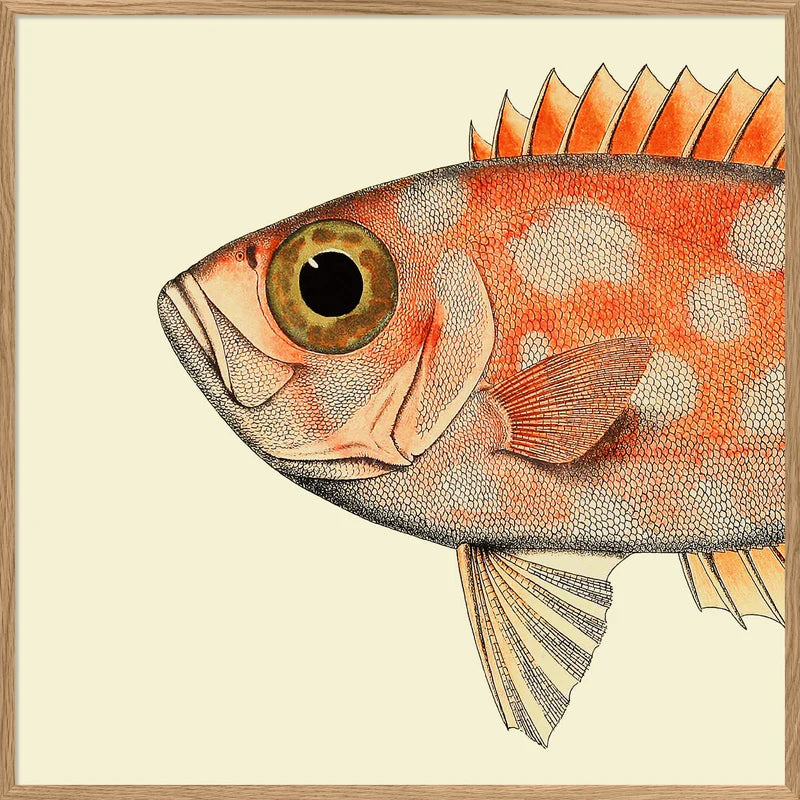 Spotted Orange Fish Head - 100cm x 100cm (Click & Collect)