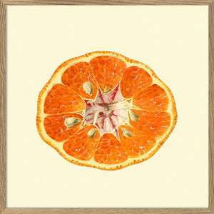 Mandarin Open - 61cm x 61cm (Click & Collect)