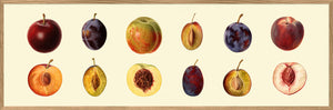 Peach and Plum - 35cm x 112cm - Oak Frame (Click & Collect)