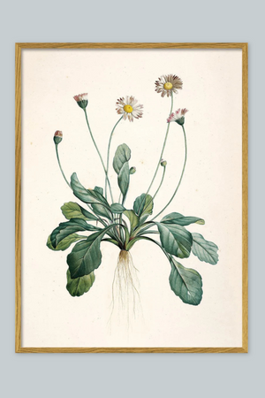 Bellis Perennis - 30cm x 40cm (Click & Collect)