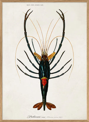 Crayfish - 50cm x 70cm (Click & Collect)