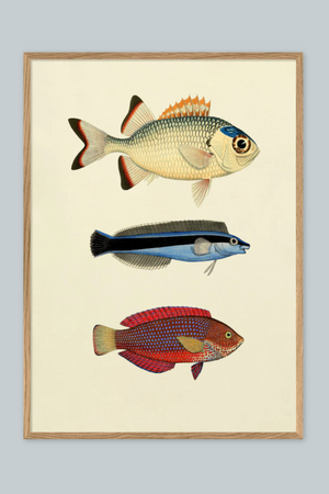 The Fishes - 50cm x 70cm (Click & Collect)