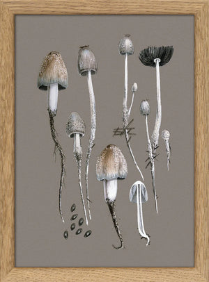 Fungi and Details - 15cm x 21cm (Click & Collect)